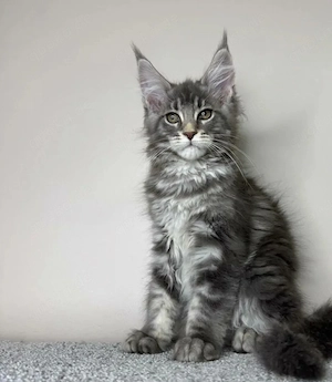 Dein traum von einer maine-coon-katze kann wahr werden!  