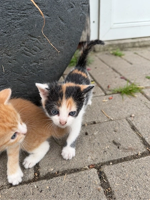    Süße Katzenbabys in verschiedenen Farben   Besichtigung und Reservierung möglich