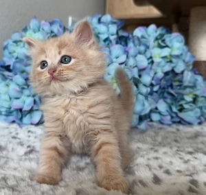 Dein traum von einer maine-coon-katze kann wahr werden!  