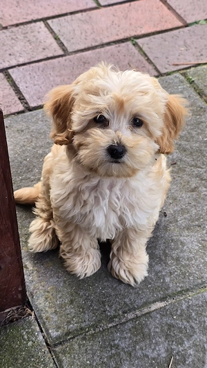 Auszugbereite Maltipoo 