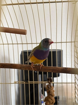 Gouldamadine   Männchen