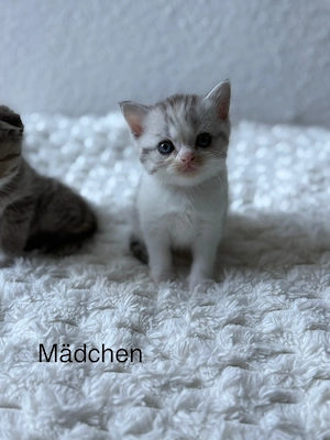 Perser Kitten 