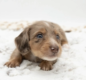 Verfügbare Mini-Dackelwelpen zur Adoption
