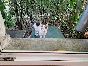 2 Kitten  Geschwisterchen,  sehr lieb.