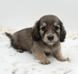 Verfügbare Mini-Dackelwelpen zur Adoption