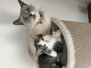 Ragdoll mix