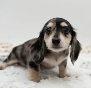 Verfügbare Mini-Dackelwelpen zur Adoption