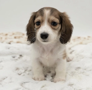 Verfügbare Mini-Dackelwelpen zur Adoption