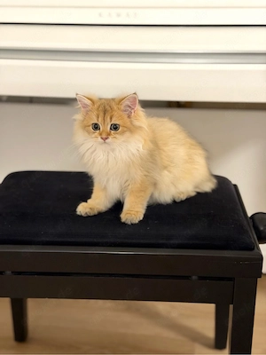 BKH BLH golden shaded Kitten abholbereit 