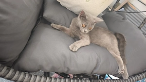 BKH Katze 