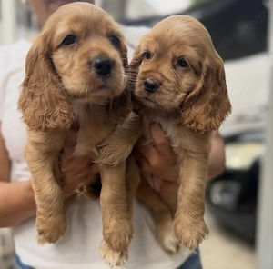 Traumhafte Cocker Spaniel Welpen!