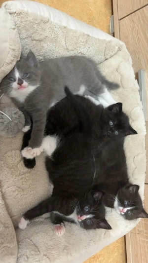 babykatzen