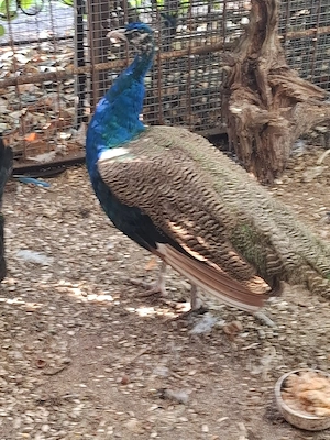 Pfau paar 