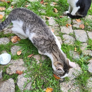 Junge Kater