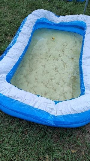 Bestway Kinderpool   Planschbecken Wasserdicht, verliert Luft