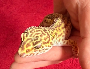0.2 Eublepharius Macularius Leopardgeckos 
