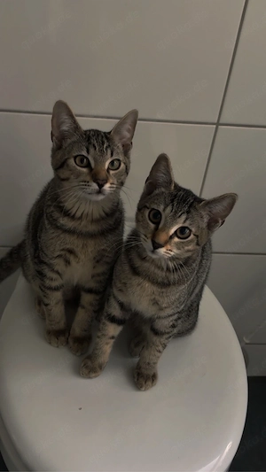 Tabby- und Siam-Mix-Katzen in liebevolle Hände abzugeben.