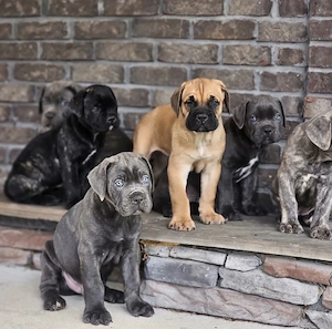 Typvolle Cane Corso Welpen!