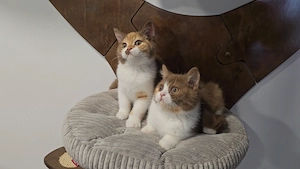 BKH Kitten cinnamon-tortie-white vom Züchter 