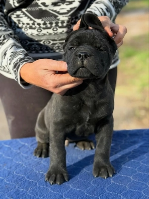 Reinrassige Cane Corso Welpen (Blue Line)