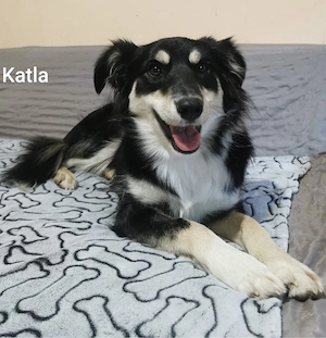 Die hübsche Katla sucht liebe Menschen mit viel Zeit für sie *noch in Kroatien*