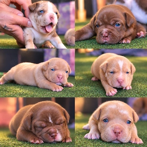 American Pocket Bully Welpen   suchen ihr   für immer Zuhause  