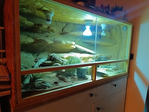 Bartagamen Terrarium mit Bartagame