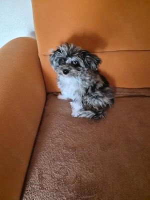 Zwergpudel   Chihuahua Mischling Mädchen