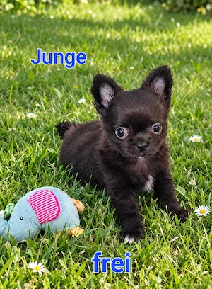 Reinrassige Chihuahuawelpe mit Ahnentafel (VRZ DHS)