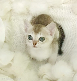 Singapura Kitten   Top-Stammbaum & sehr  zärtlich