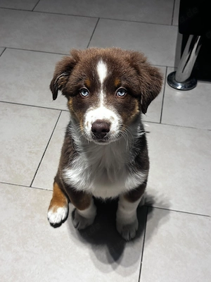 Australian Shepherd Hündin Welpe