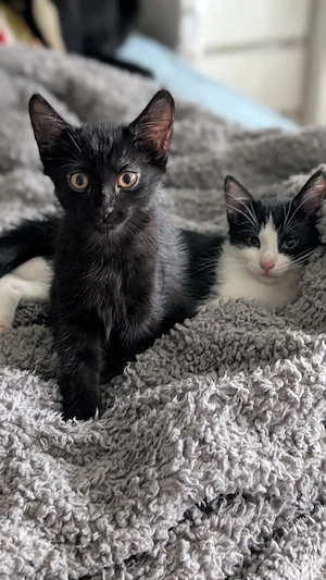 Katzenbabys "Milky" und "Pepper", geimpft entwurmt und stubenrein