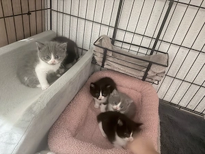 ragdoll baby mix in guten händen abzugebn 