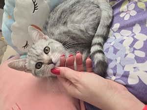  Gerettetes Kätzchen sucht ein liebevolles Zuhause! Verschmuste kleine Mausi mit Geschichte.
