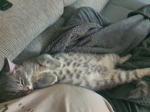 Kater sucht neues sicheres Zuhause