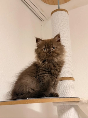 Britisch Langhaar Kitten   liebevolles Zuhause gesucht  Bild 2