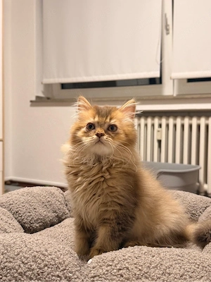 Britisch Langhaar Kitten   liebevolles Zuhause gesucht  Bild 3