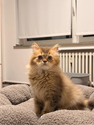 Britisch Langhaar Kitten   liebevolles Zuhause gesucht  Bild 4