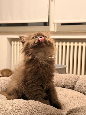 Britisch Langhaar Kitten   liebevolles Zuhause gesucht  Bild 5