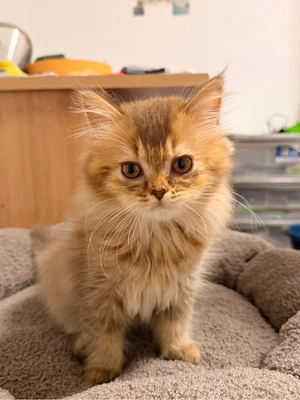 Britisch Langhaar Kitten   liebevolles Zuhause gesucht 