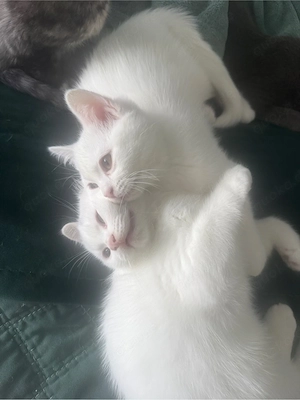 Britisch Kurzhaar Kitten zu vergeben