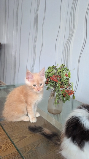 Maine Coon Kitten