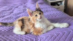 Maine Coon Kitten