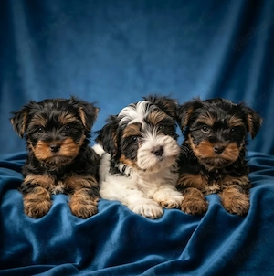 yorkshire Terrier Welpen