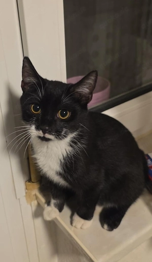 Lieber und verschmuster junger Kater