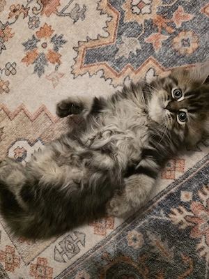 BKH und BLH kitten aus Düsseldorf 