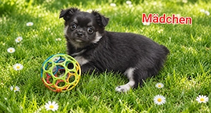 Reinrassige Chihuahua-Welpen mit Ahnentafel 