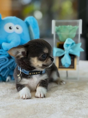    Wunderschöne Chihuahua-Welpen suchen 