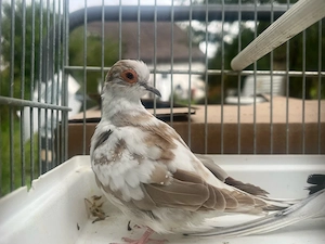 Diamanttauben Pärchen