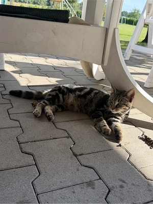 Vier Katzen suchen noch ein zuhause 
